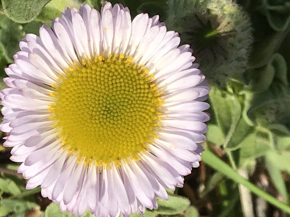 Farther along is a beautiful specimen of seaside daisy, Erigeron glaucus, with a little yellow tarweed varietal, but I am am not sure exactly who it is! So tiny, though!  #berkeleyadventures  #BodegaBay 5/12