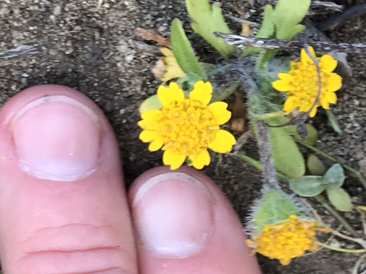 Farther along is a beautiful specimen of seaside daisy, Erigeron glaucus, with a little yellow tarweed varietal, but I am am not sure exactly who it is! So tiny, though!  #berkeleyadventures  #BodegaBay 5/12