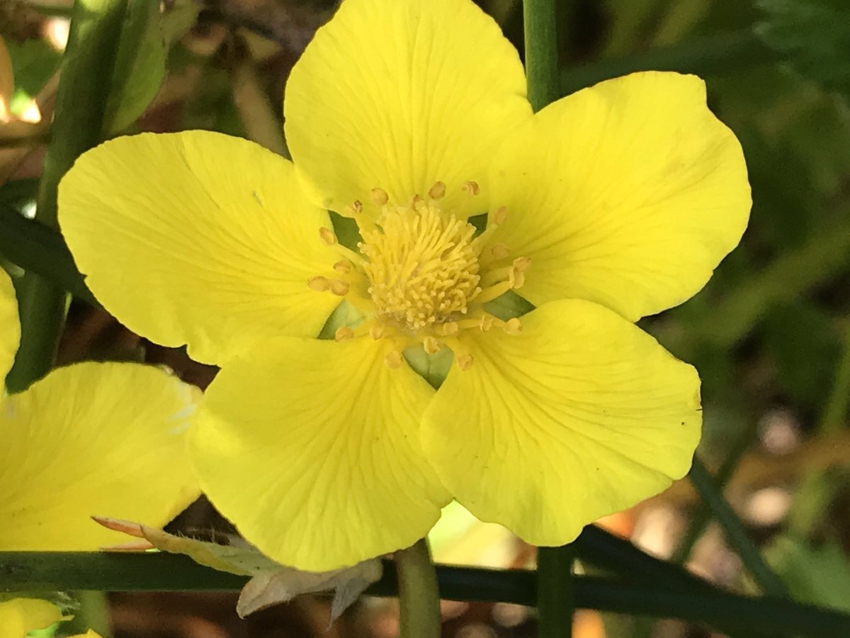 Lining the edge of a slight dip to a seep we find the bright yellow wide open flowers of silver cinquefoil, Argentina anserina, and the small white flowers of watercress, Nasturtium officinale.  #berkeleyadventures  #BodegaBay 7/12