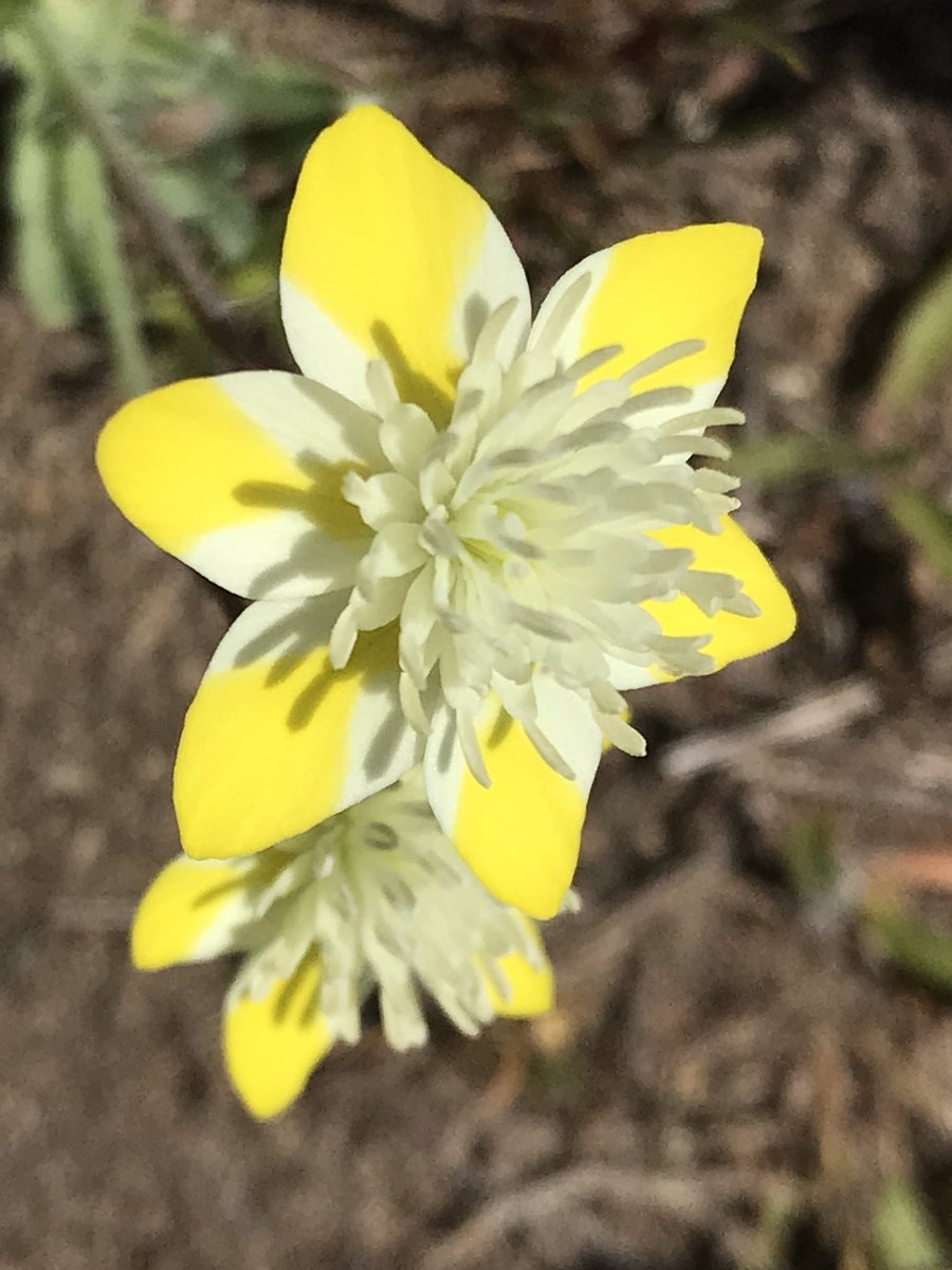 What’s this?! I found a fake flower. Oh no, it’s not fake. This ridiculous looking specimen does not add to its credibility with its common name, creamcups, which sounds like a dessert  (Platystemon californicus).  #berkeleyadventures  #BodegaBay 9/12