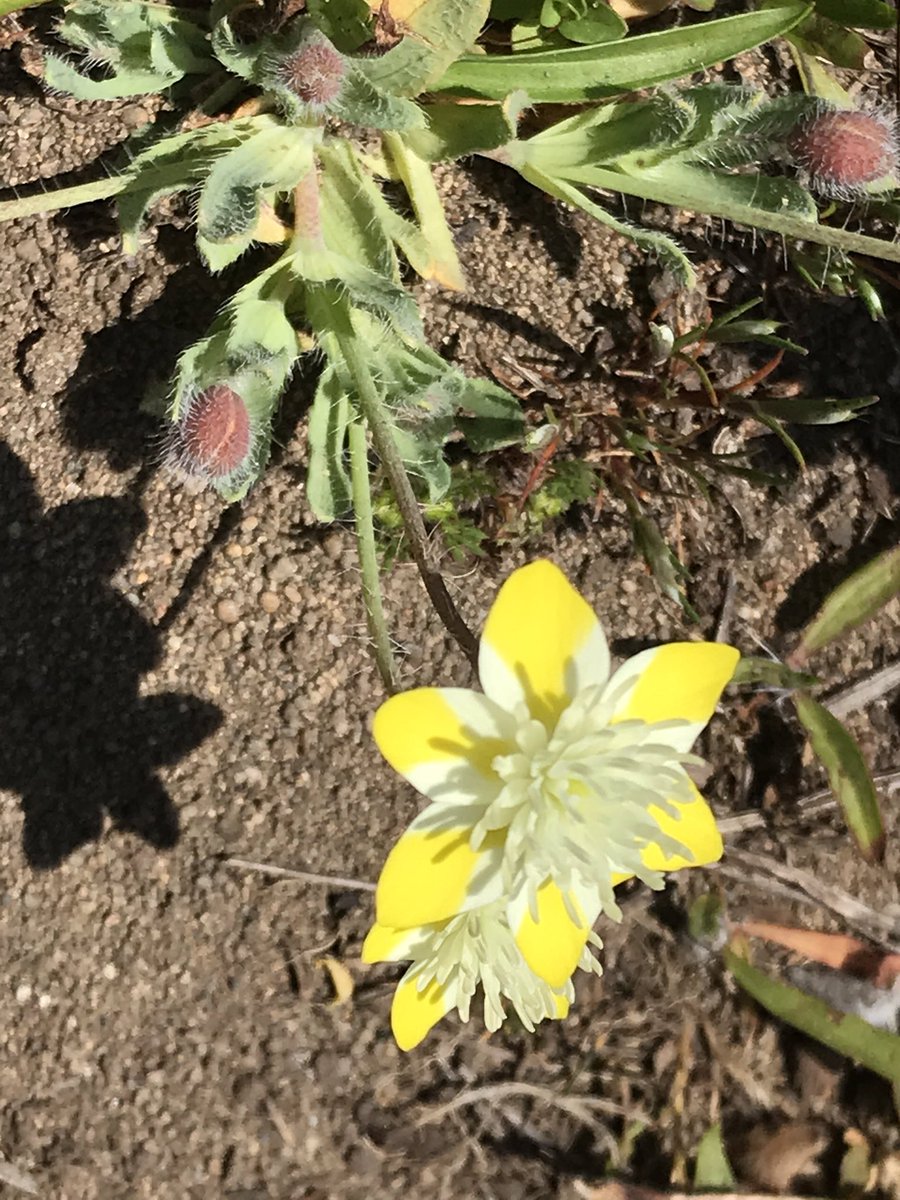 What’s this?! I found a fake flower. Oh no, it’s not fake. This ridiculous looking specimen does not add to its credibility with its common name, creamcups, which sounds like a dessert  (Platystemon californicus).  #berkeleyadventures  #BodegaBay 9/12