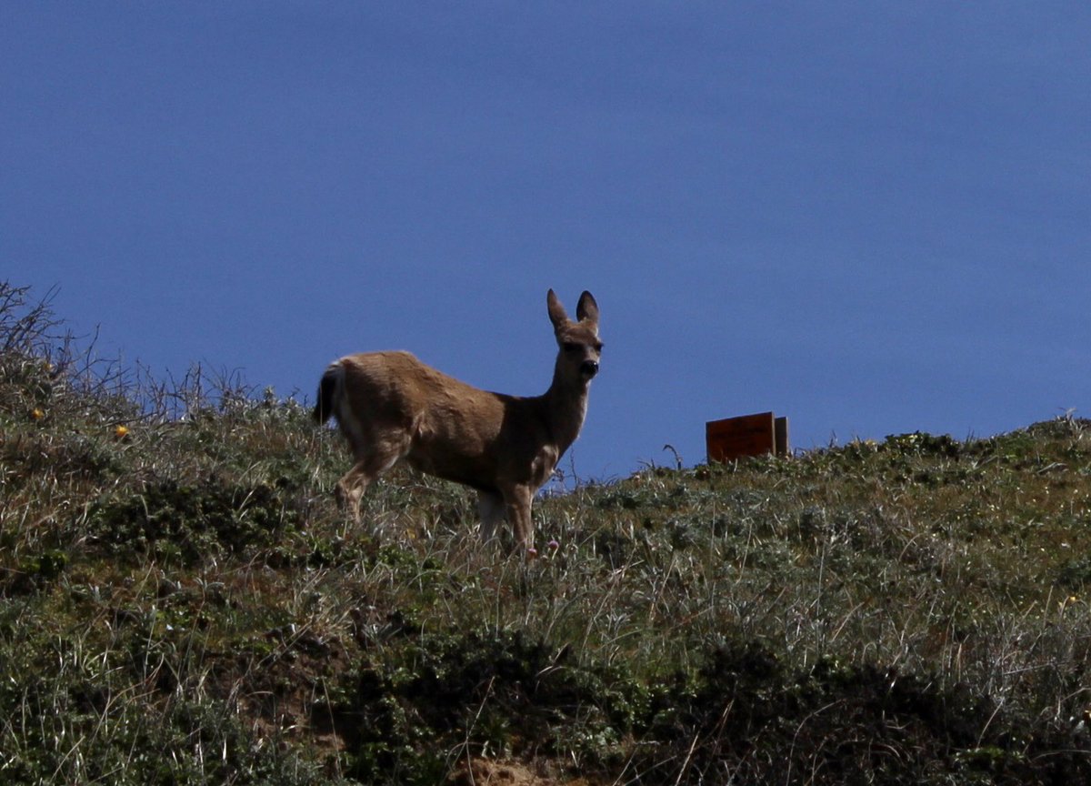 If you happen to glance up, you may catch someone watching you from up the ridge. A herd of deer who were practicing such  #SocialDistancing I never managed to include more than one in the frame.  #berkeleyadventures  #BodegaBay 10/12