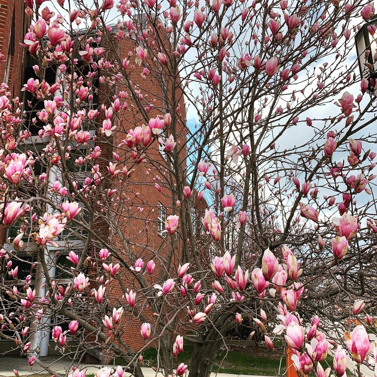 omsssksc's tweet photo. The Magnolia trees are blooming on campus- a beautiful Earth Day reminder 🌎 🌸

 Such a delight and testament to the beauty of this planet. Hoping you had a chance to get outside today and reflect on our relationship to the planet.  #EarthDay2020 #KSC https://t.co/nTalxelxuO