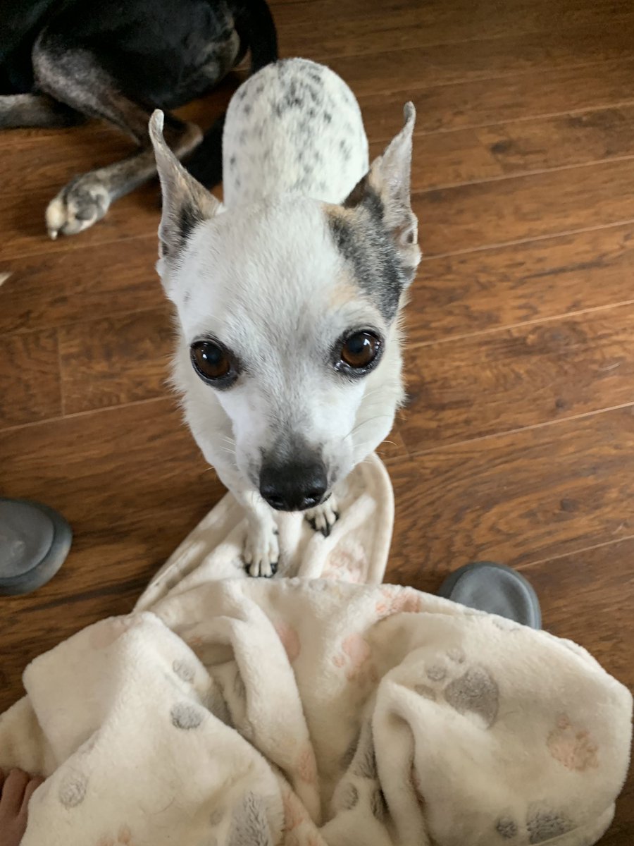 OldSoulsRescue's tweet photo. Mooch aka Smooch! https://t.co/s0ZPDAWn21