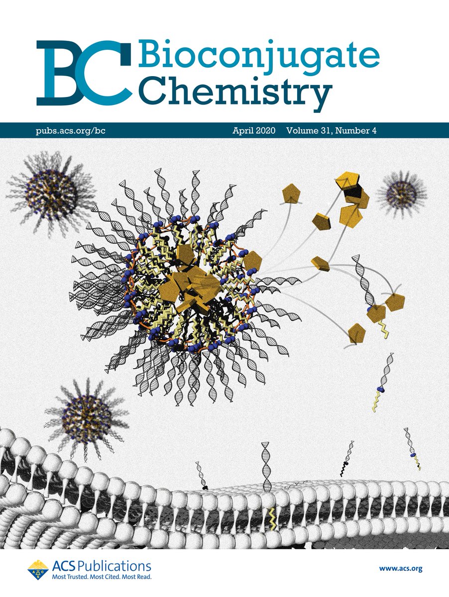 Jessica Rouge (@rouge_lab) on Twitter photo Another fun collaboration with <a href="/luciani_joe/">Joe Luciani</a> on journal artwork that highlights successful co-delivery of nucleic acids and small molecule drugs - research we carried out with our great collaborators in Ireland! @nuigalway <a href="/akhartmann/">Alyssa Hartmann</a> <a href="/UConnChem/">UConn Chem</a> <a href="/BioconjChem/">Bioconjugate Chem</a> Another fun collaboration with <a href="/luciani_joe/">Joe Luciani</a> on journal artwork that highlights successful co-delivery of nucleic acids and small molecule drugs - research we carried out with our great collaborators in Ireland! @nuigalway <a href="/akhartmann/">Alyssa Hartmann</a> <a href="/UConnChem/">UConn Chem</a> <a href="/BioconjChem/">Bioconjugate Chem</a>