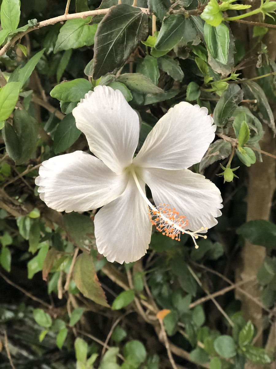kayla_abear's tweet photo. Celebrating #EarthDay by throwing it back to our study abroad experience in Costa Rica! 🌎🍃🌺 https://t.co/tYonYLVY5N