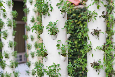 the USC Teaching Garden, a self-sustaining garden to harvest a variety of vegetables, fruits, herbs and edible flowers for its dining venues