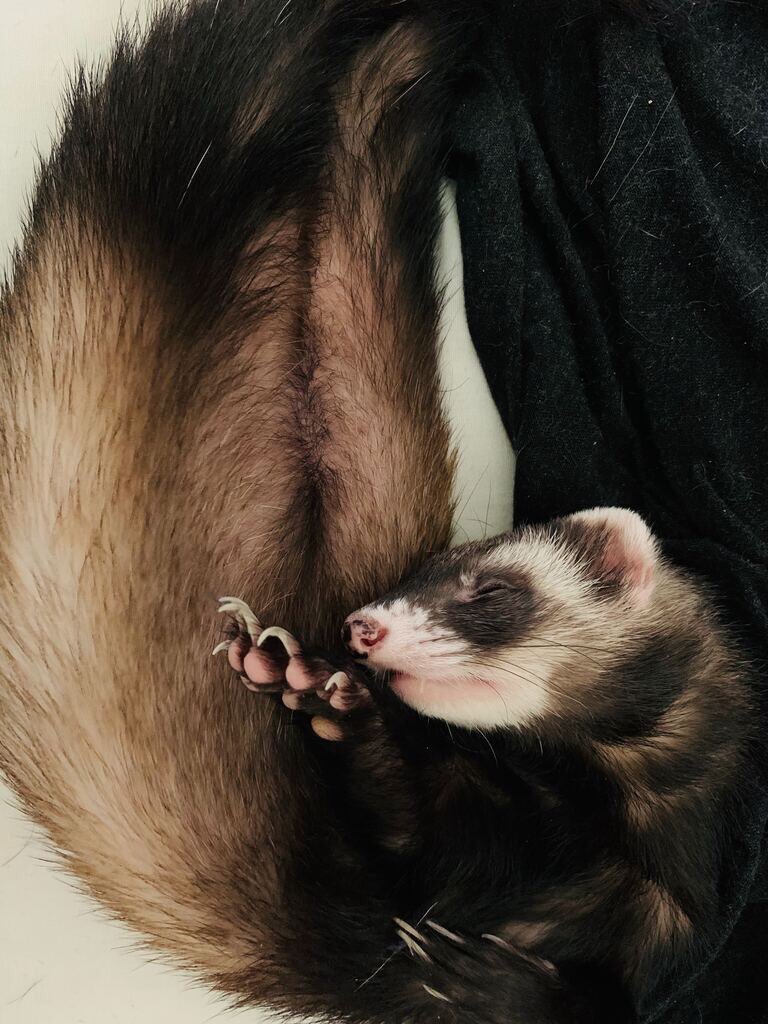 RTAnimDogs's tweet image. Hitting the snooze button @LarissaAngus