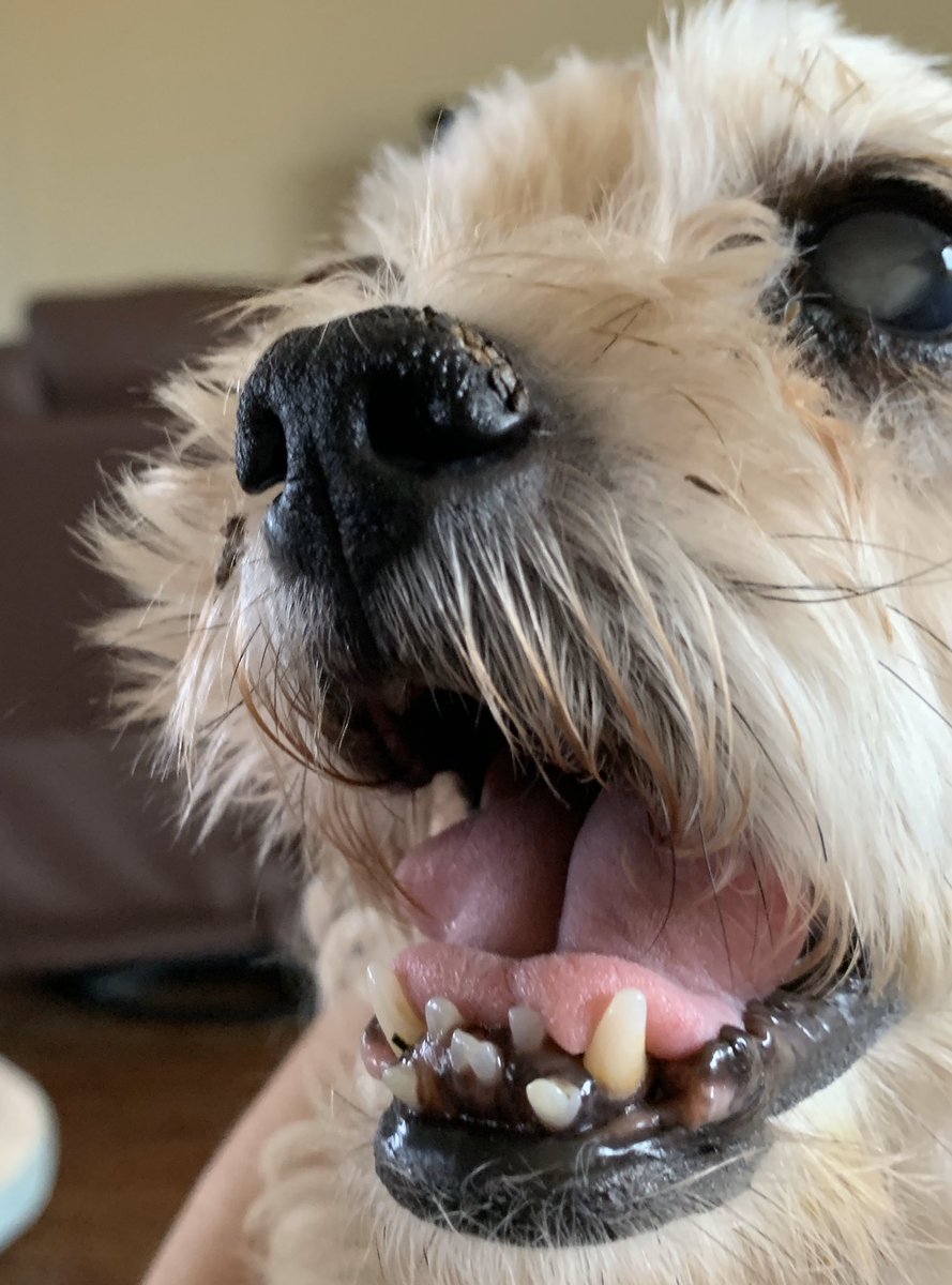 OldSoulsRescue's tweet photo. We are thinking of starting an orthodontia fund for Suki. #FosterMe #AdoptMe https://t.co/JosZy1loTR