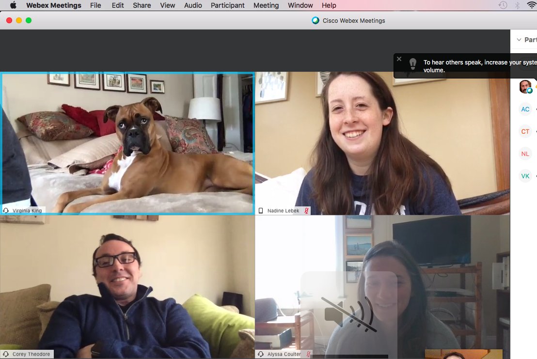 Lola looking very professional during lab meeting - I think she needs to update her LinkedIn photo.