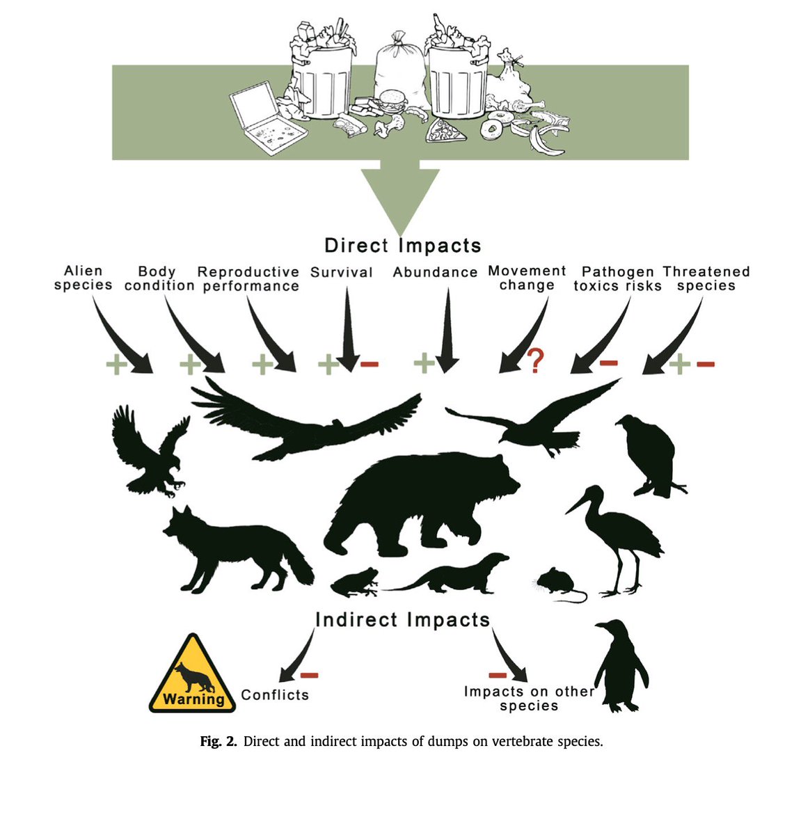 bug__soup's tweet photo. Los seres humanos están creando un ecosistema nuevo con residuos orgánicos. Esto introduce nuevas cuestiones, tanto positivas como negativas, para las poblaciones animales. Consulte la figura siguiente para ver todos los impactos analizados acá. 4/4 #CCARE1 #Plaza2017 https://t.co/uWnm7Lknty