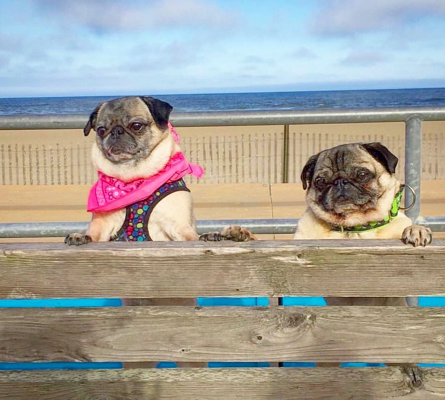 IgorPugDog's tweet photo. #HappyEarthDay to my bae... Miss B , are you running the #rainbow bridge yet?? ❤️Igor 

#pug #EarthDay  #EarthDay2020 #beash #JerseyShore https://t.co/rA8WV9iM9M