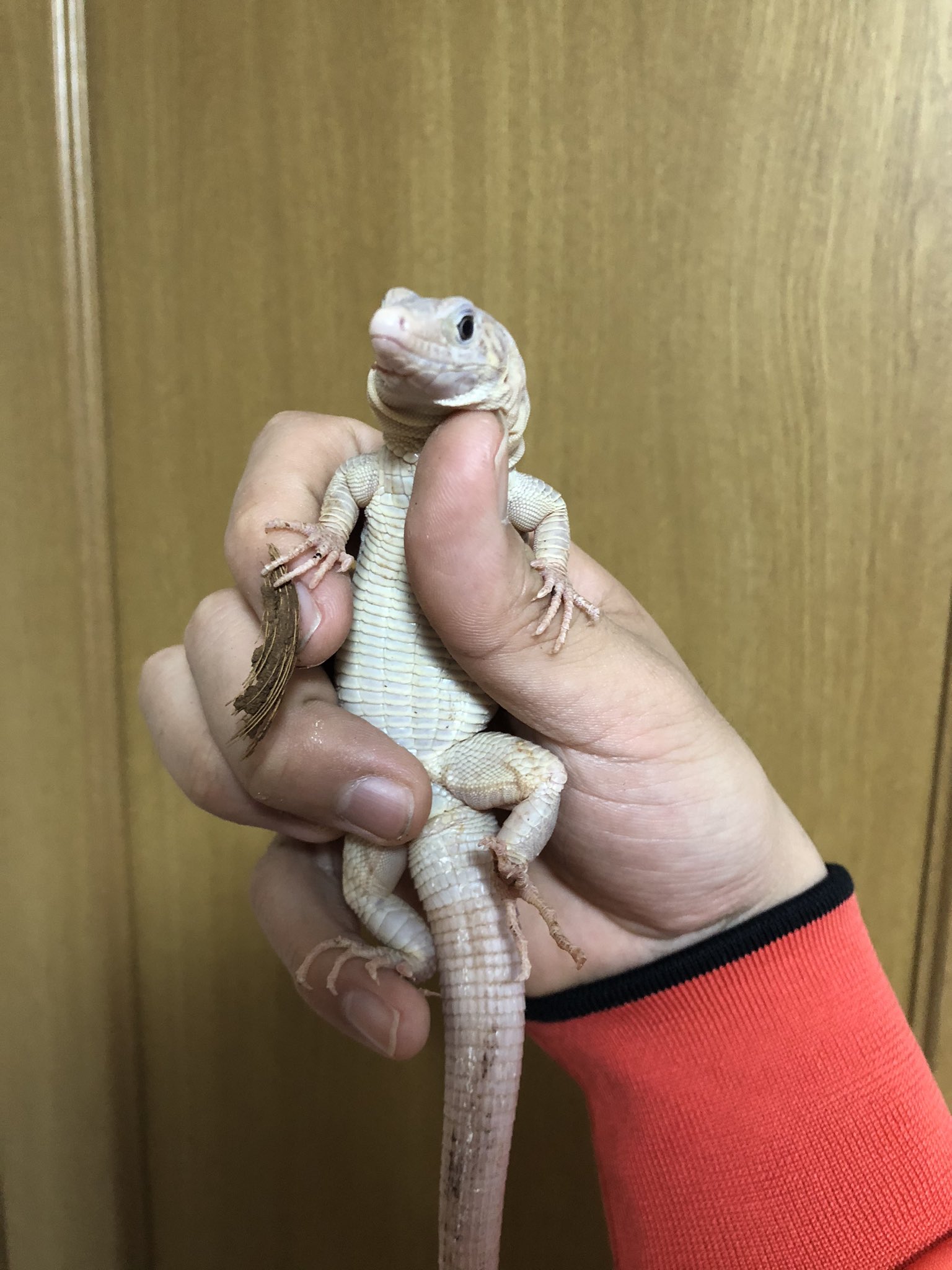 Yuzo Tri Reptilesの中の人 フリーランス サキシマカナヘビ 最近希少種認定を受けてしまったことによって国内の採取 販売 譲渡が禁止になってしまった生体 去年くらいは小さいガストロ的な立ち位置だった 今簡単に手に入るそこそこサイズ感がある緑の