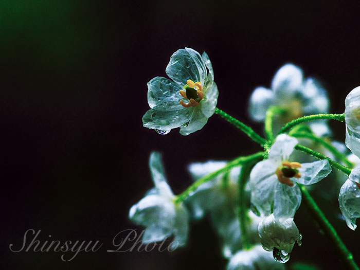 Shinsyu Photo En Twitter サンカヨウ 長野県各地 過去画像です 葉の形がハスの葉 荷葉 に似ていることからその名がつけられたという山荷葉は 冷涼な高地でよく見かける真っ白で綺麗な花です この花は雨に濡れると花びらが透明になる事で知られています 花