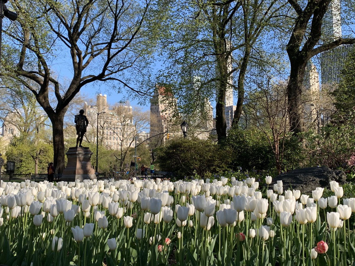 PaulGerke's tweet photo. Spring’s siren song beckons. Hang in there for a few more weeks, my friends. There’s a treat waiting for us outside. #TenderAgeInBloom #CentralPark #Manhattan #NYC #nycphotography https://t.co/oQ53d9iZnZ