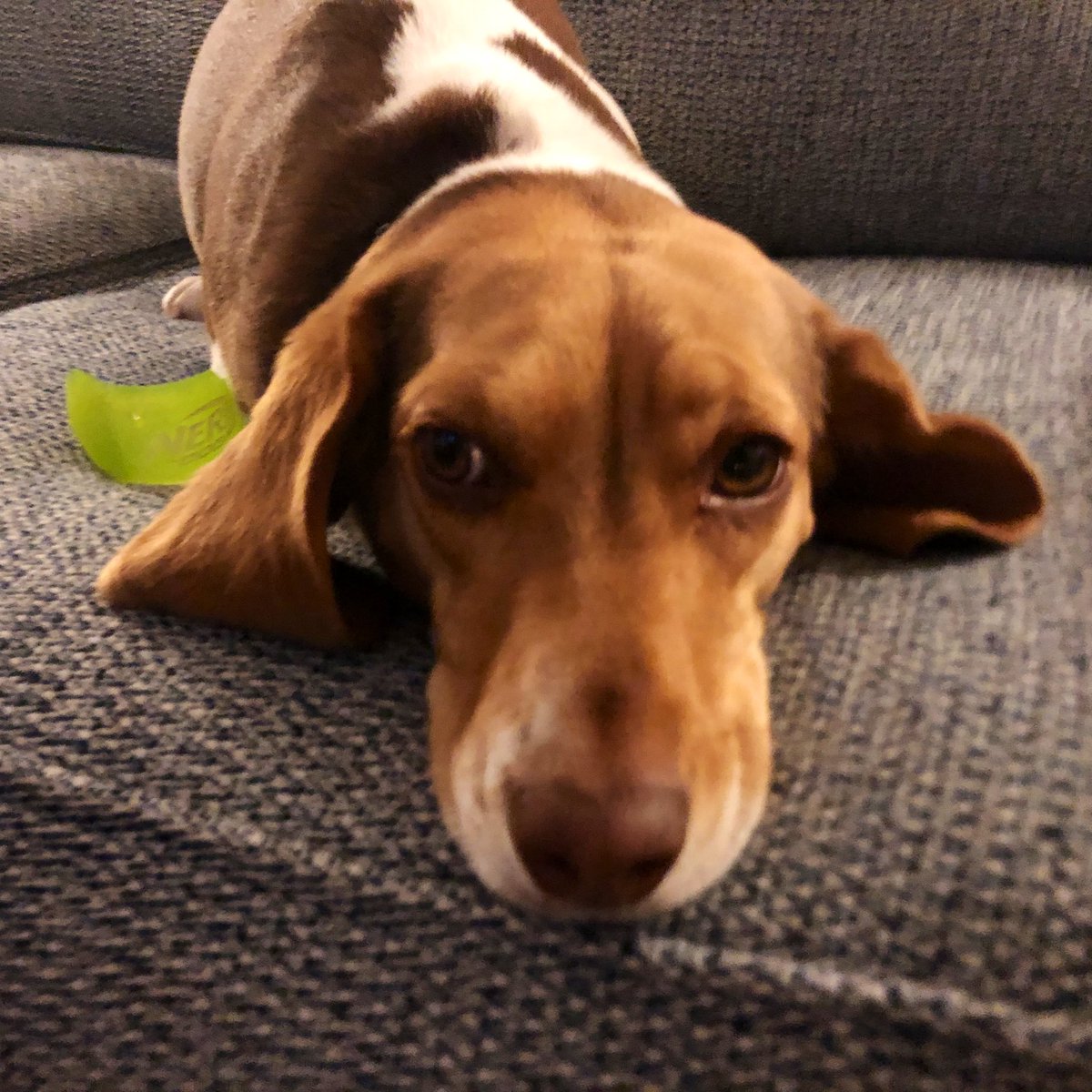BrewBeagles's tweet photo. @beaglefacts #NationalBeagleDay https://t.co/cvTjh6XmOl