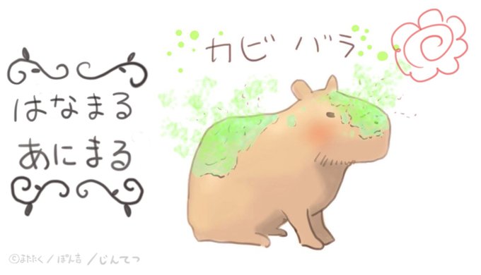 カビバラ 