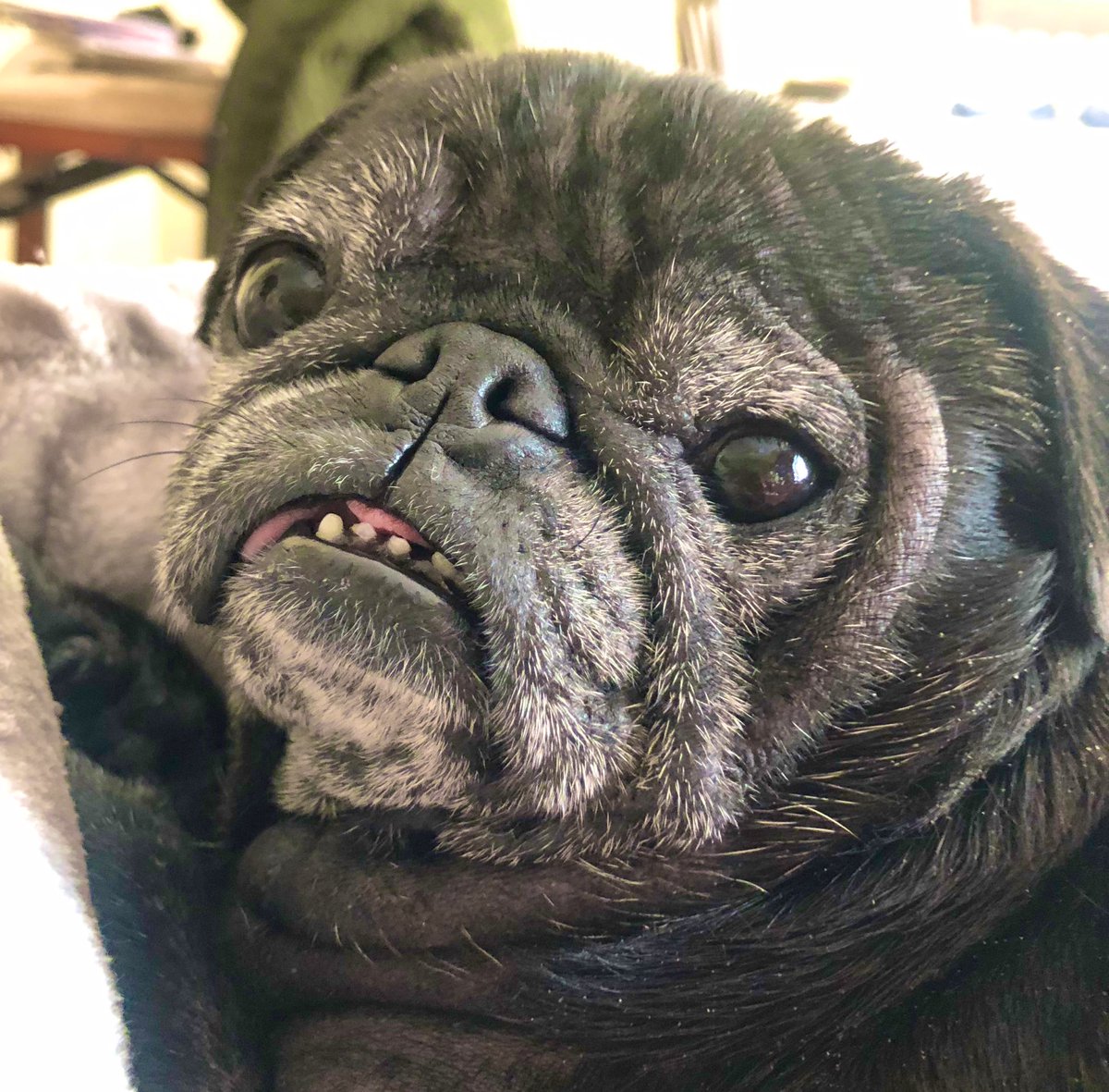 BellaPug21's tweet photo. @HamiltonPug A2) Daytime = Nap Time but here she is https://t.co/JToFz1Nqf0