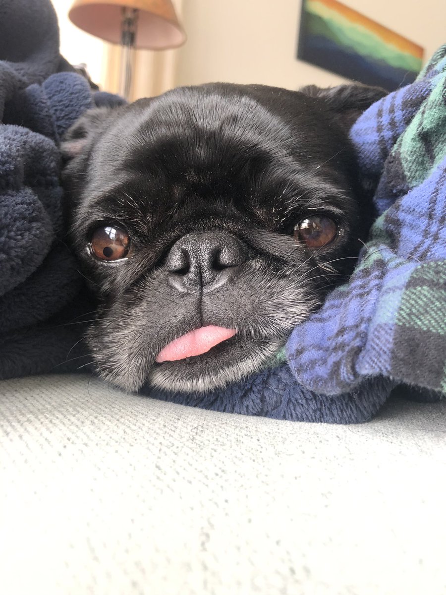 theblackpug's tweet photo. A2: sometimes I eat my breakfast and go back to bed. Alone. #pugchat https://t.co/crEPm1C5zt