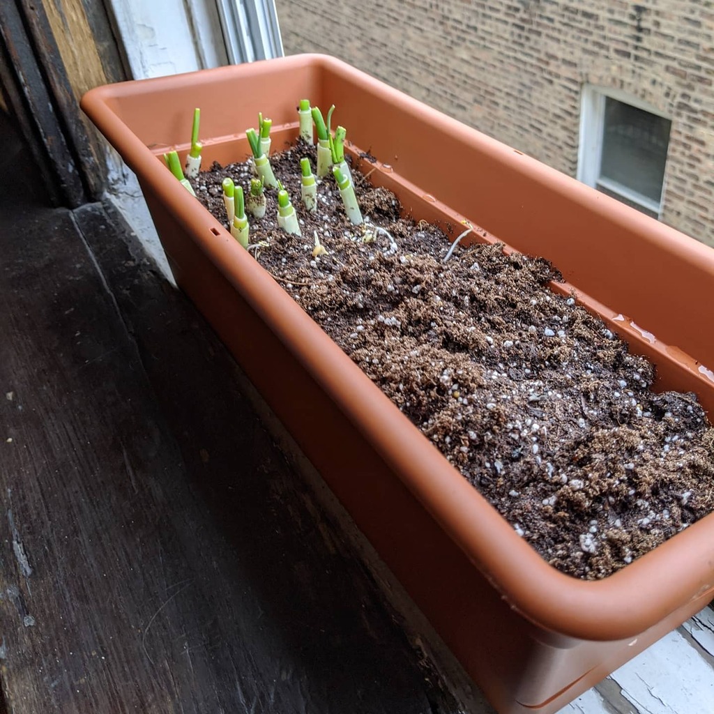 McDwayne's tweet photo. Happy Earth day.
I decided to buy some dirt for my green onions I'm regrowing, a couple lentils as well as a few other things that I'm waiting to germinate https://t.co/FQ7ZmBHjkF https://t.co/Z1SdIagcZt