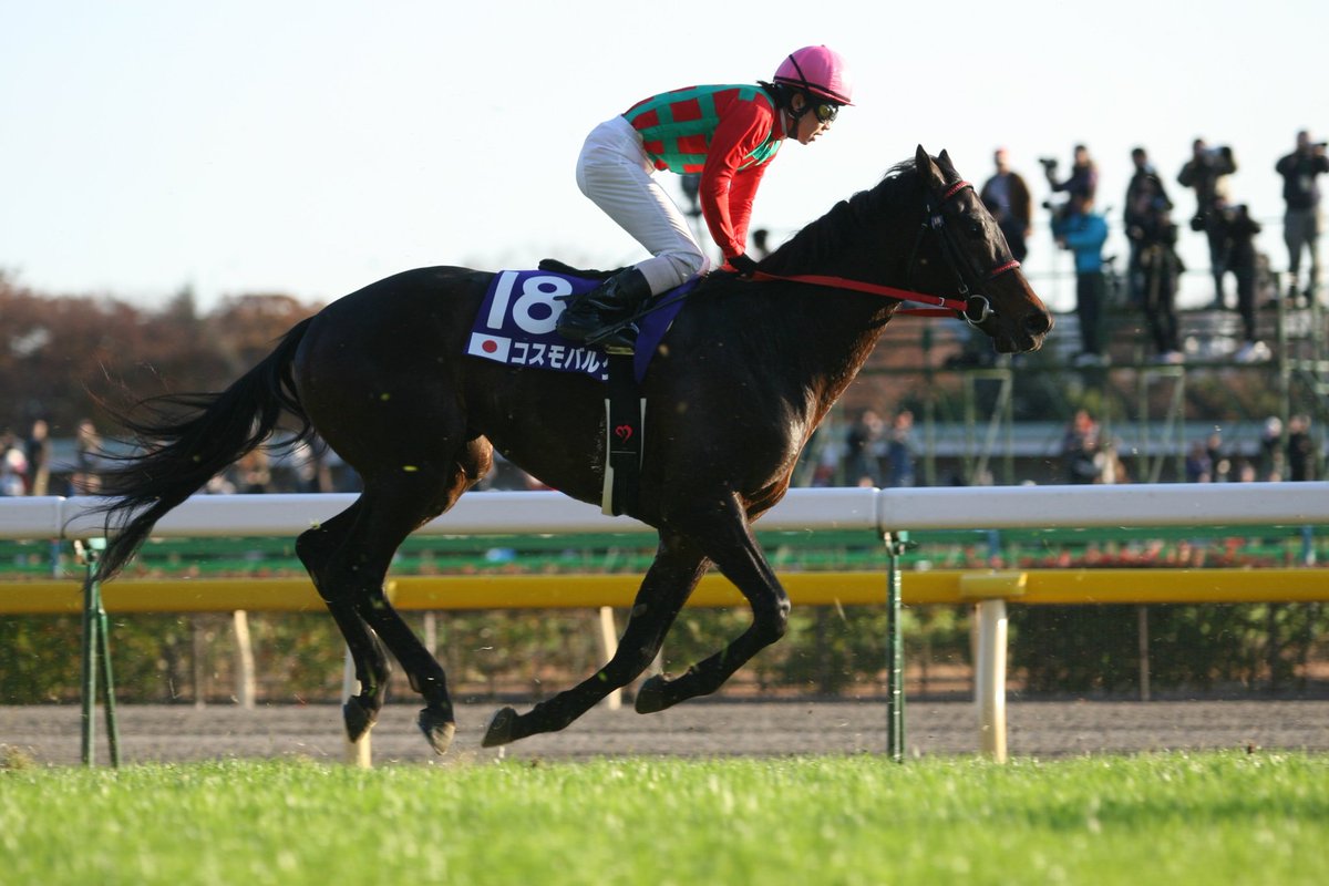 競馬】コスモバルク