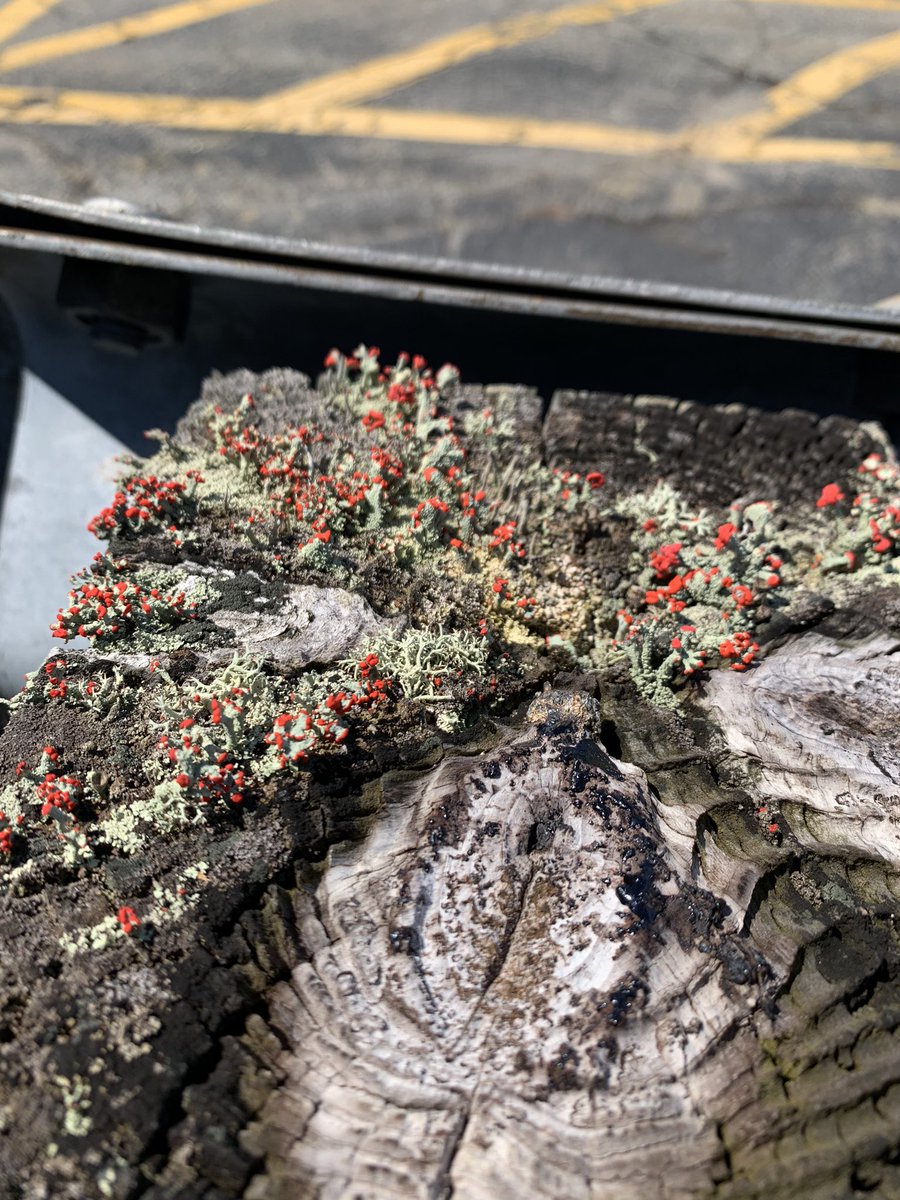 madiema330's tweet photo. some strange lichen type stuff growing on a wooden post #stonehillbiodiversity https://t.co/cwjXX6GDra