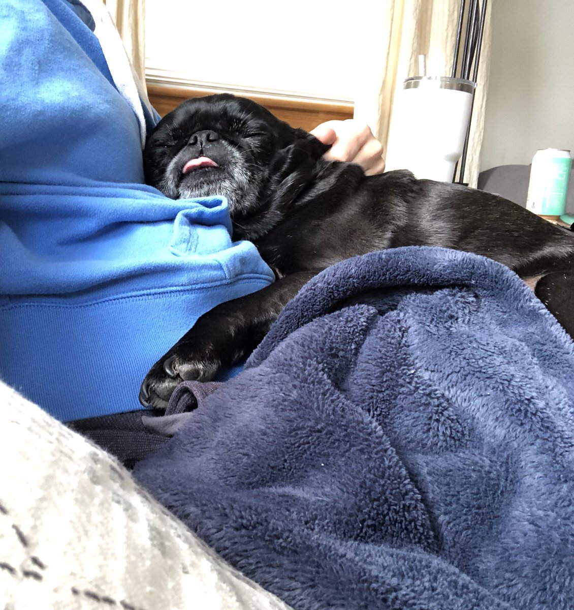 theblackpug's tweet photo. A3: Extra snuggling #pugchat https://t.co/hUVm3T3dei