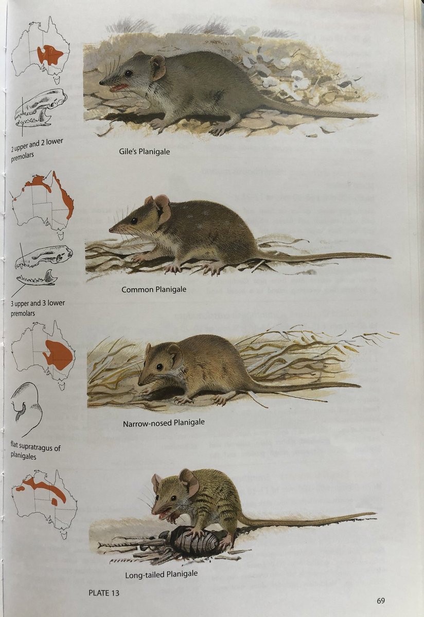 For clarification, I MEANT to write “the planigales are” thereThere are actually 4 species of planigale in Australia, with the long-tailed planigale taking the title of smallest marsupial of all!Pic from Menkhorst & Knight (2011)