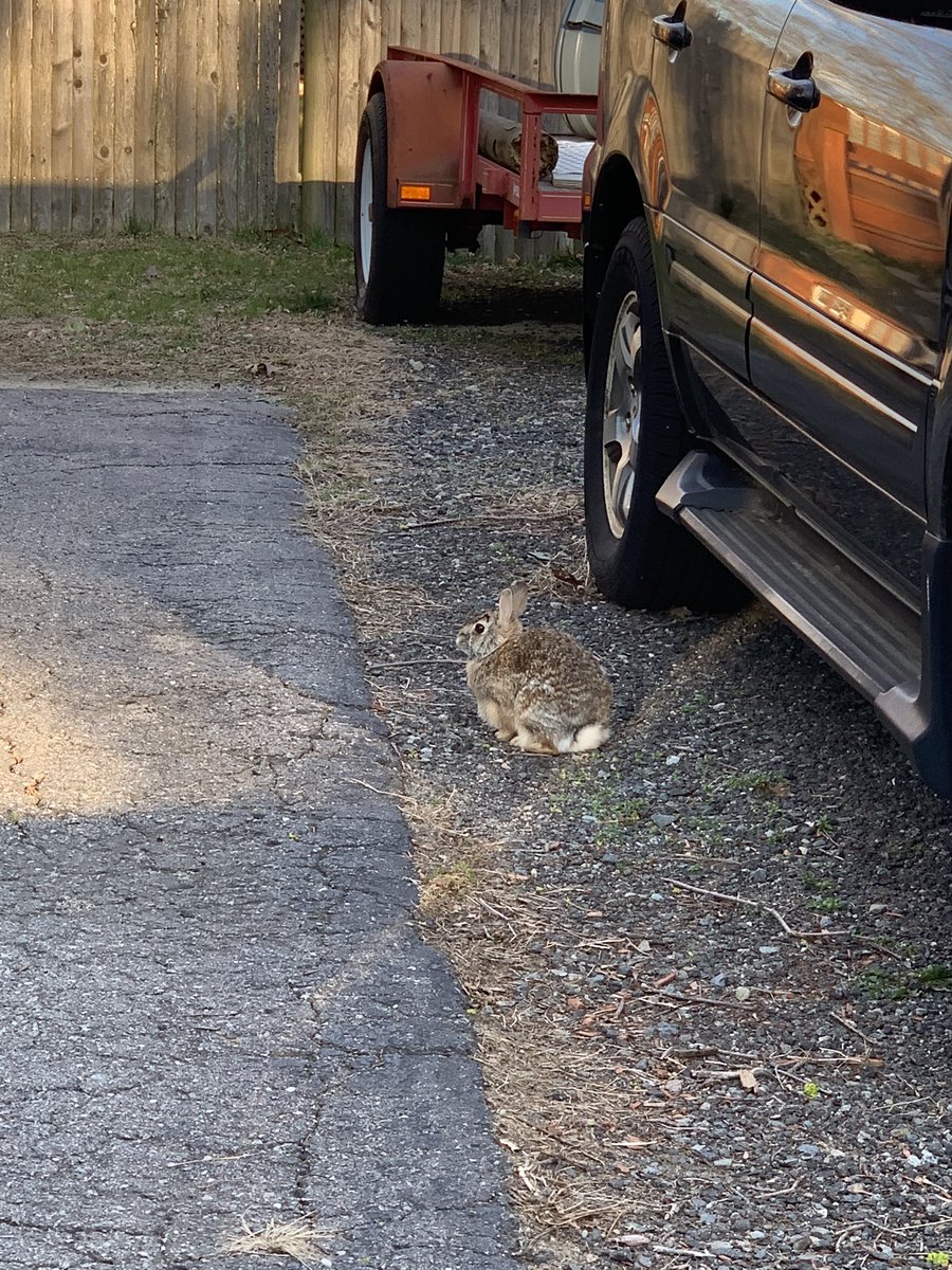 madiema330's tweet photo. lil bunny #stonehillbiodiversity https://t.co/m3unXXwZVj
