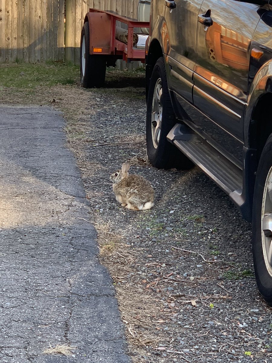 madiema330's tweet photo. lil bunny #stonehillbiodiversity https://t.co/m3unXXwZVj