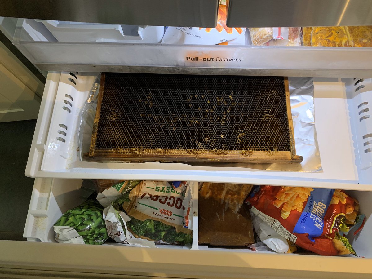 ElaineCatherine's tweet image. Lockdown update 4.22.2020 6.33pm. CDT.   I’m getting new bees in a week.  So  I am freezing some of my old drawn broodframe to sterilize it.  Should I tell my family or let them be surprised?  #beek #broodframe #honeybees