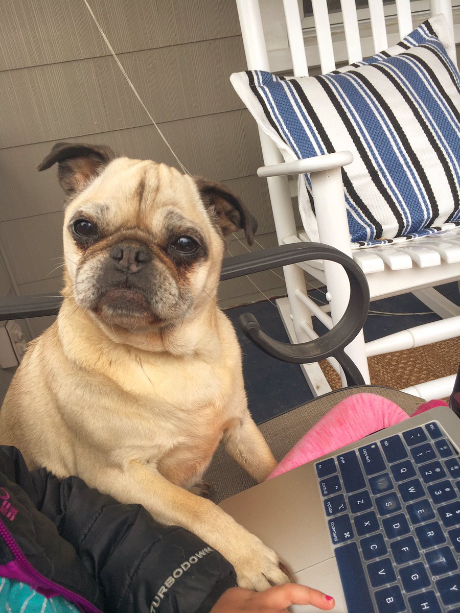 Ruby the Pug tweet media