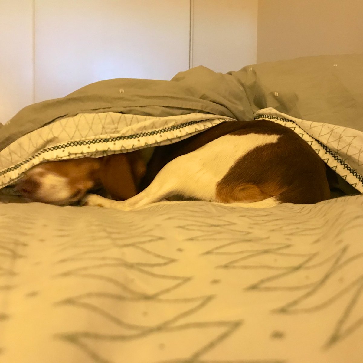 BrewBeagles's tweet photo. @NeilBhatiya @beaglefacts So true! https://t.co/8Ce25f0WB9