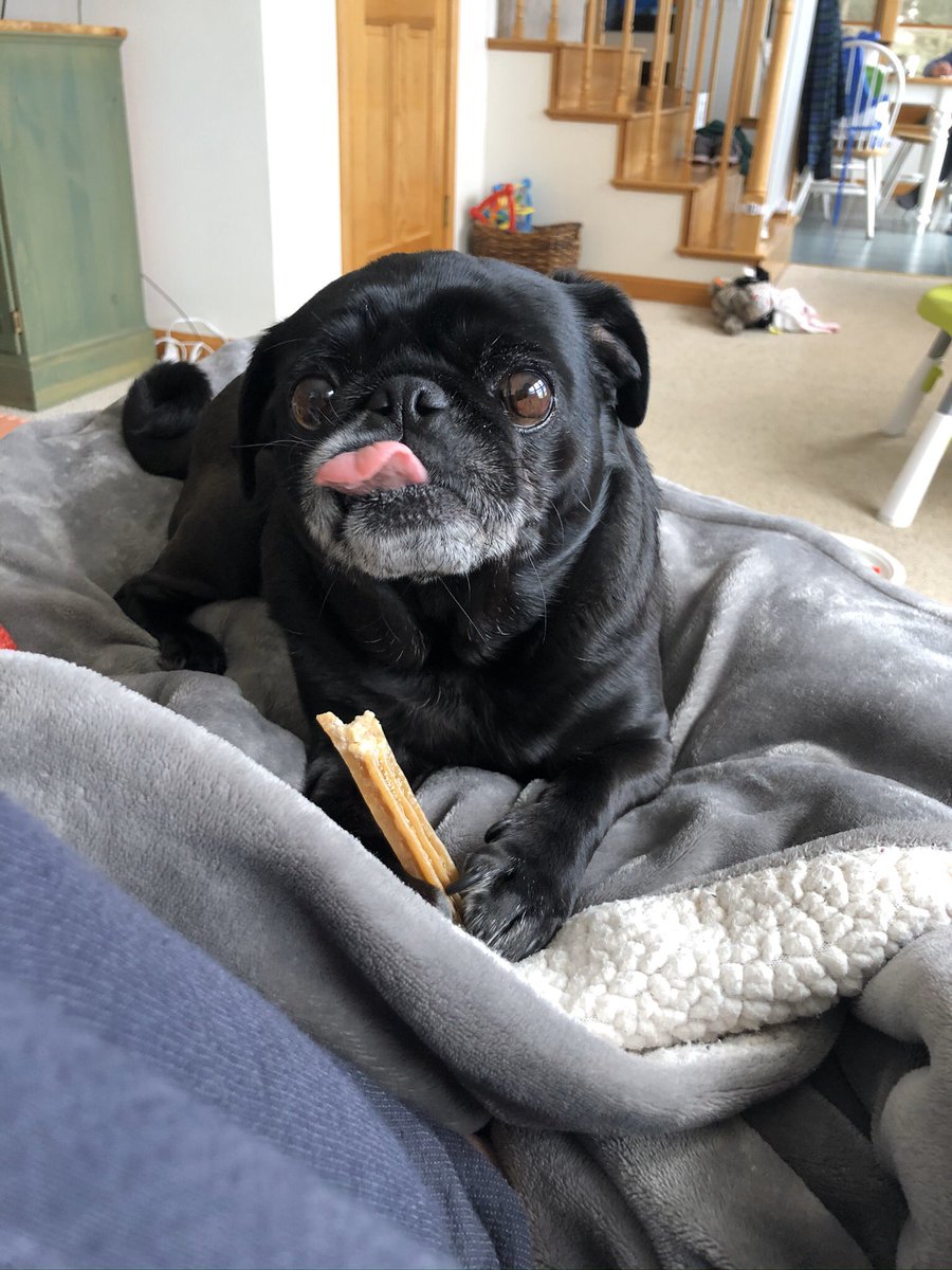 theblackpug's tweet photo. All of the @frommfamily and @WhimzeesUS #pugchat https://t.co/vyiz2r2vFx