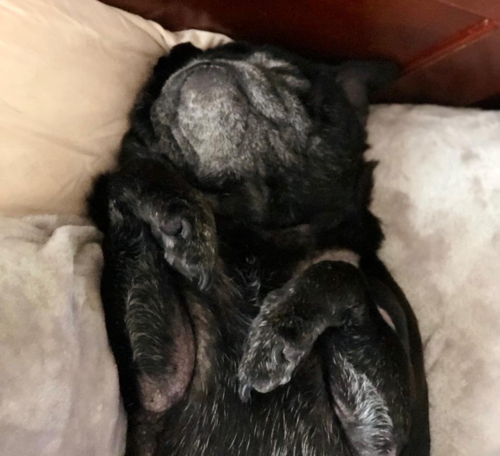 BellaPug21's tweet photo. @HamiltonPug A4) my human makes sure she loads up on extra love &amp; kisses 😘 💕 #pugchat https://t.co/MQNGcPW1gp