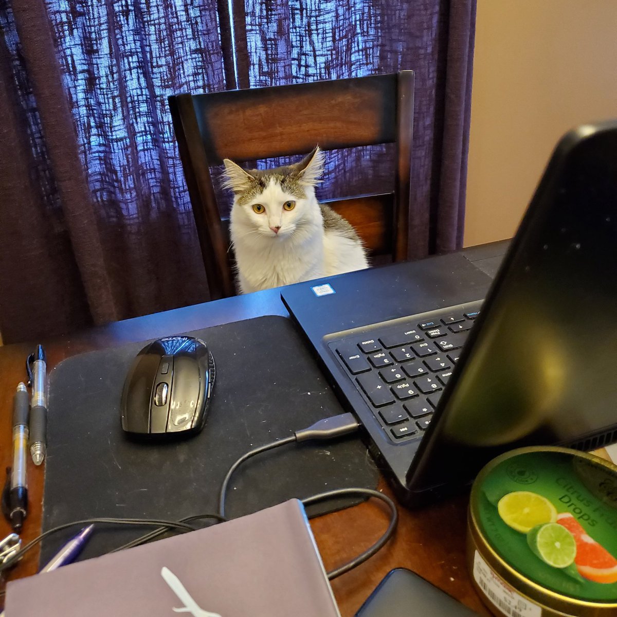 ProfGoff's tweet photo. I think I am just going to let Luna take the rest of my classes this week. #kittenTA #socialdistancingwithkittens https://t.co/Wj40swnIzD
