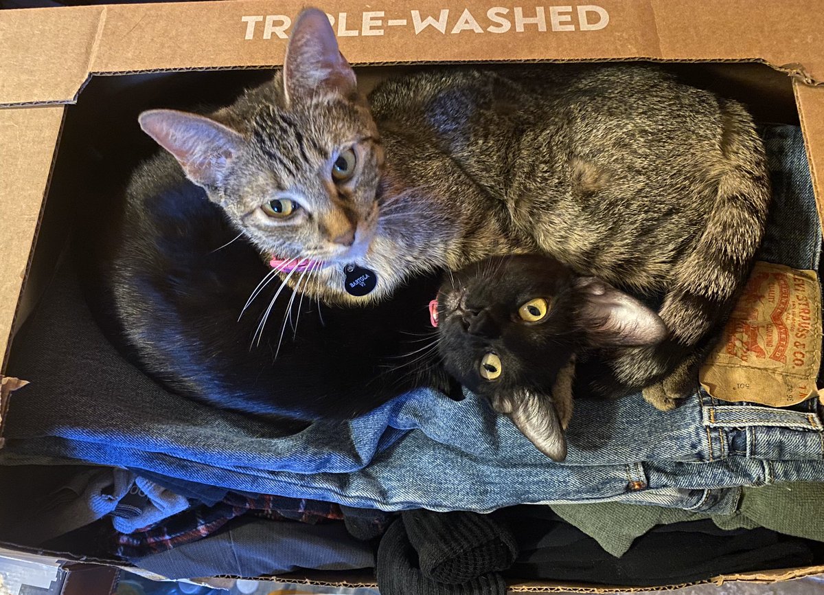 CAMBART2's tweet photo. Because WE LOVE fresh washed and folded clothes still lay in #QuarantineLife #CatsOfTwitter #cats https://t.co/5qFUqTTmFM