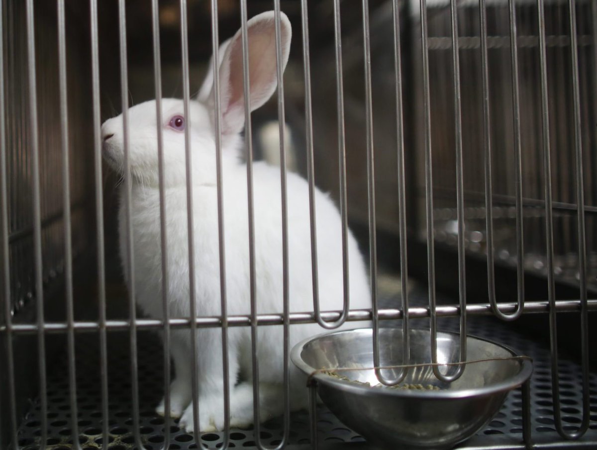herbivore_club's tweet photo. In 2017, 9,498 experiments were carried out on rabbits.
This means each day around 26 rabbit experiments are carried out at British laboratories 🐇
📷 Andrew Skowron
#WorldDayForLaboratoryAnimals #LabAnimalDay
#DayForLaboratoryAnimals #WorldLabAnimalDay https://t.co/l1ovhn8j3O