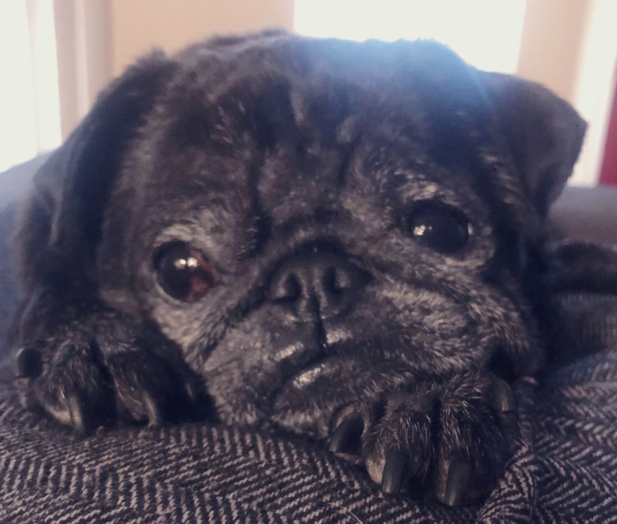 BellaPug21's tweet photo. @HamiltonPug A5) keep calm &amp; puggy on #pugchat https://t.co/GIpeLEZbi3