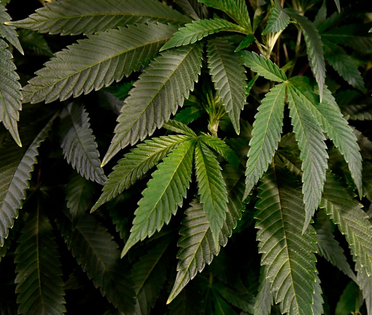 ABQJournal's tweet photo. New jobs, job-seekers, demand keep NM's medical cannabis industry going https://t.co/C8xbC5rpdY https://t.co/9Vh6BIetwa