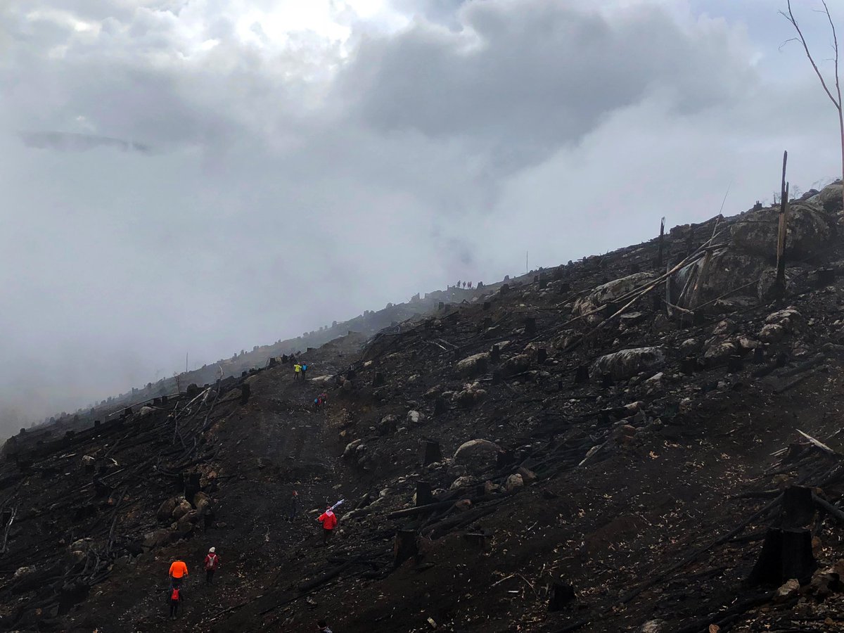 The aftermath of a logging burn can be depressing to see.Photo: Rubicon Forest Protection Group