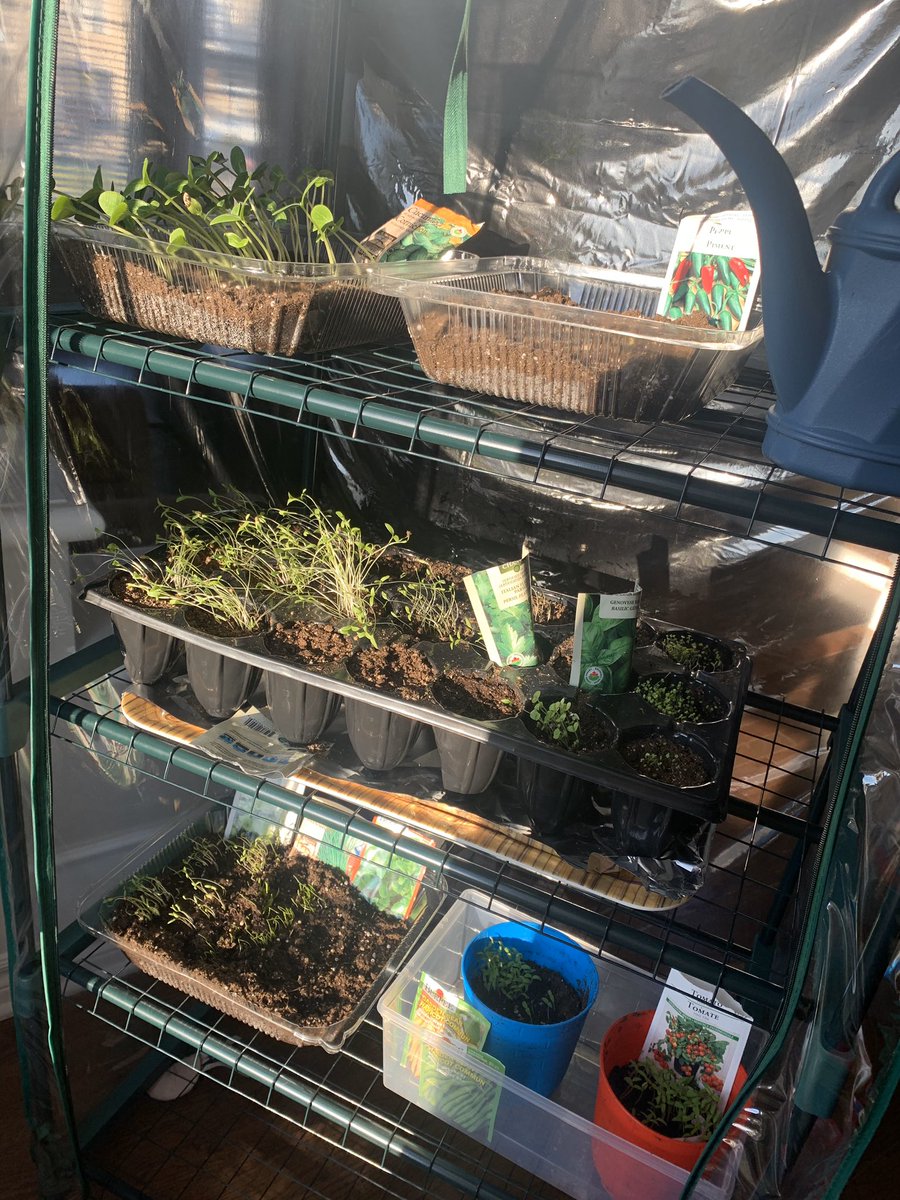SEcobusters's tweet photo. So excited to share Dylan’s homemade Greenhouse as we celebrate #EarthDay2020 . He built and planted all of these sprouts. He wanted to grow food for his family! 😍 @StJamesOCSB #kindnessisourJam #ocsbeco https://t.co/IapLVc1szE