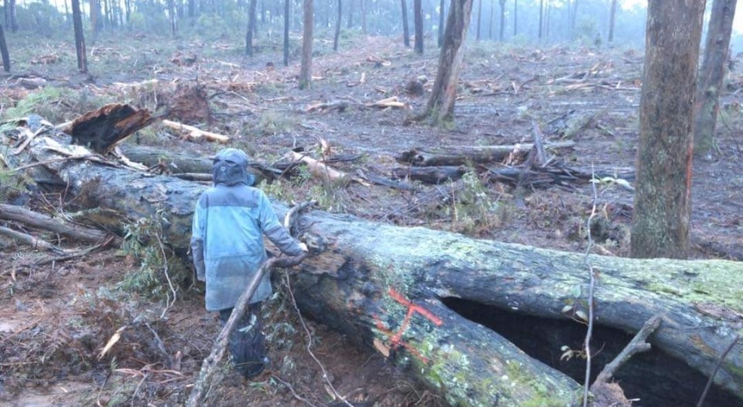 Why do it? In part it is to remove the woody and leafy debris from the logging operation (called 'slash' in the blokey parlance of the logging industry).Photograph: us