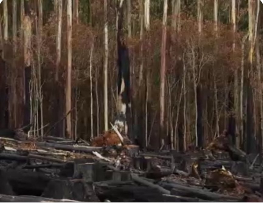 Fire being what it is, and the people in charge of these burns being who they are, these post logging burns don't always go to plan. Fires sometimes escape the coupe and burn adjacent forest. Oops!Still from Four Corners Doc. 'Extinction Nation' 24/6/2019 (worth a watch!)