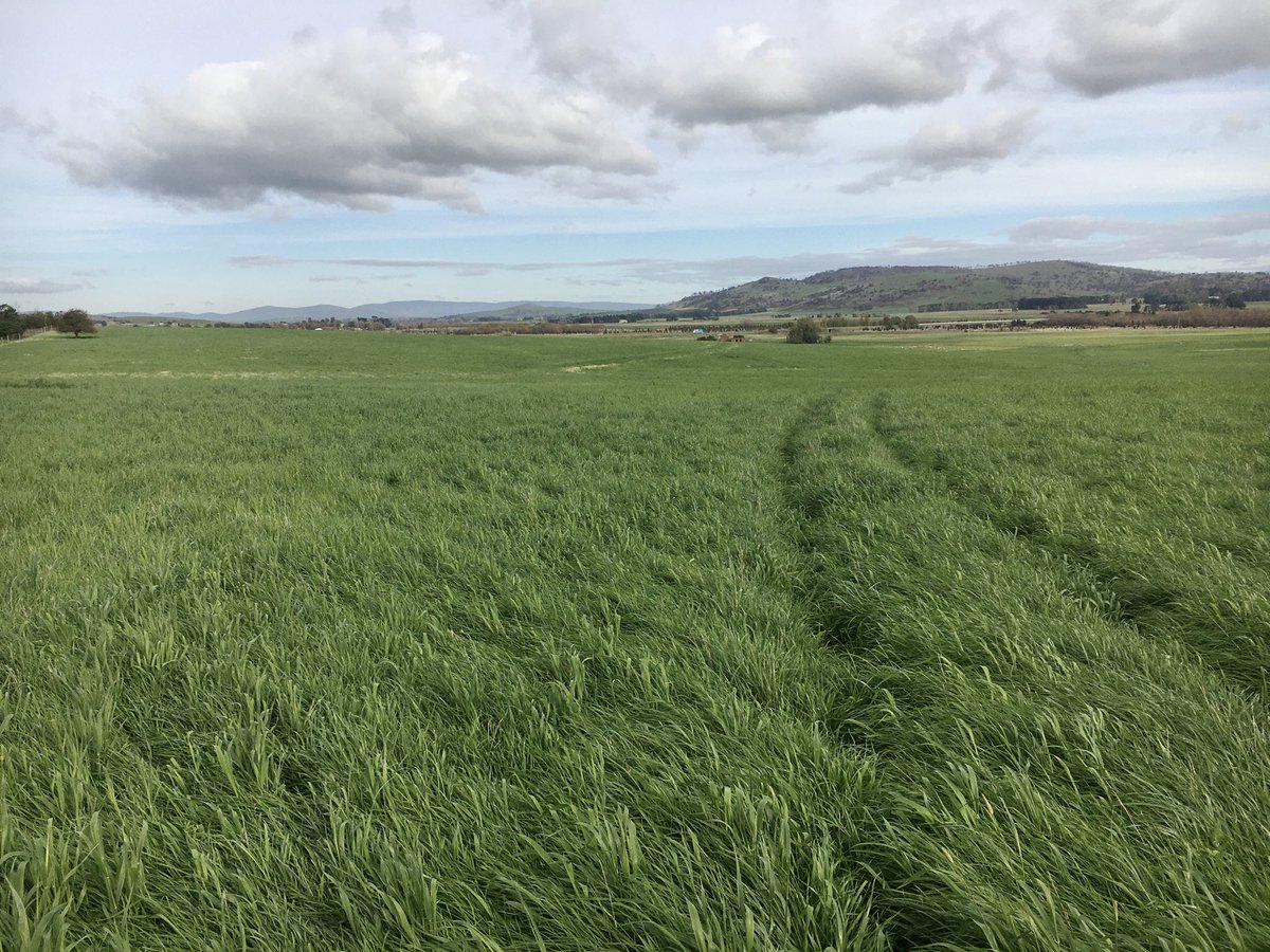 Temora Fescue pastures established 2019 “Chiswick” Ross Tas. Going berserk with a good Autumn break in 2020