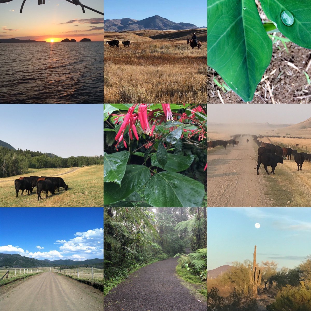 MissStovallAg's tweet photo. Happy Earth Day my fellow earthlings! Have a great day!
Here are some photos taken in nature. Locations are Elk Park, Montana, Tucson, Arizona, and Miss Stovall’s  A&amp;M study abroad trip to Costa Rica! ✌🏼💗🌎 @TAMU https://t.co/yRVz1TkToE