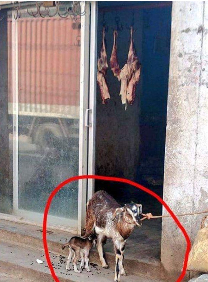 If human want positivity from nature then we need mercy for animals...<a href="/aamir_khan/">khan saab 🥰</a>