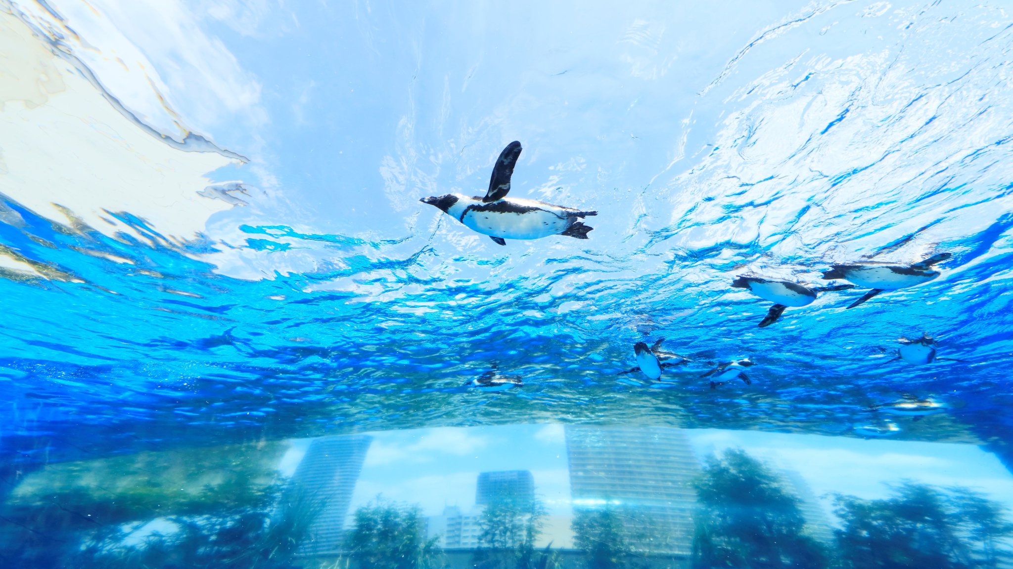 サンシャイン水族館 ビデオ会議やオンライン飲み会の背景にどうぞ ご自宅でオンライン水族館をお楽しみください Zoom背景 バーチャル背景 サンシャイン水族館 ビデオ会議やオンライン飲み会の背景にどうぞ ご自宅でオンライン水族館をお楽しみください Zoom背景 バーチャル背景