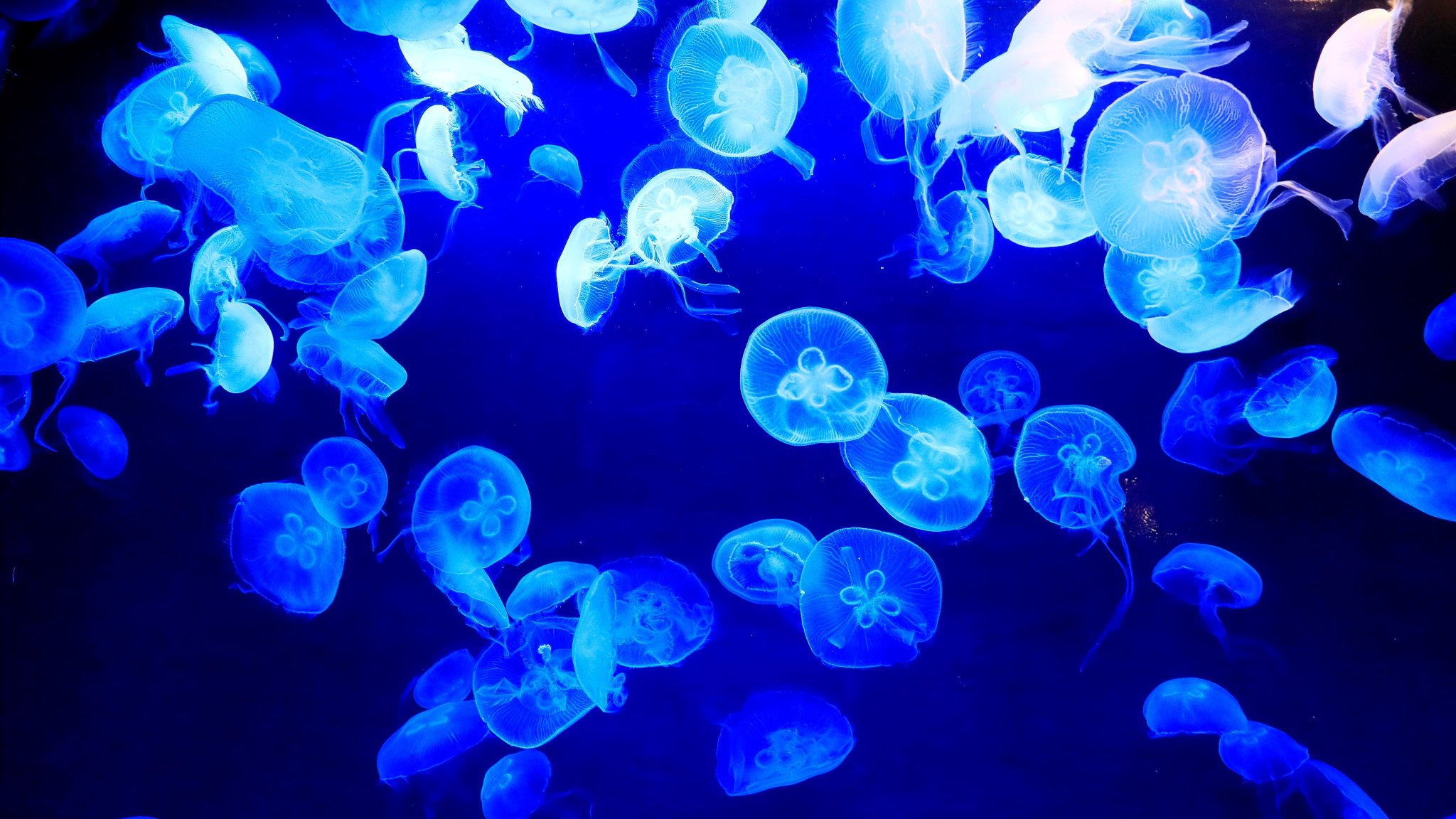 サンシャイン水族館 ビデオ会議やオンライン飲み会の背景にどうぞ ご自宅でオンライン水族館をお楽しみください Zoom背景 バーチャル背景