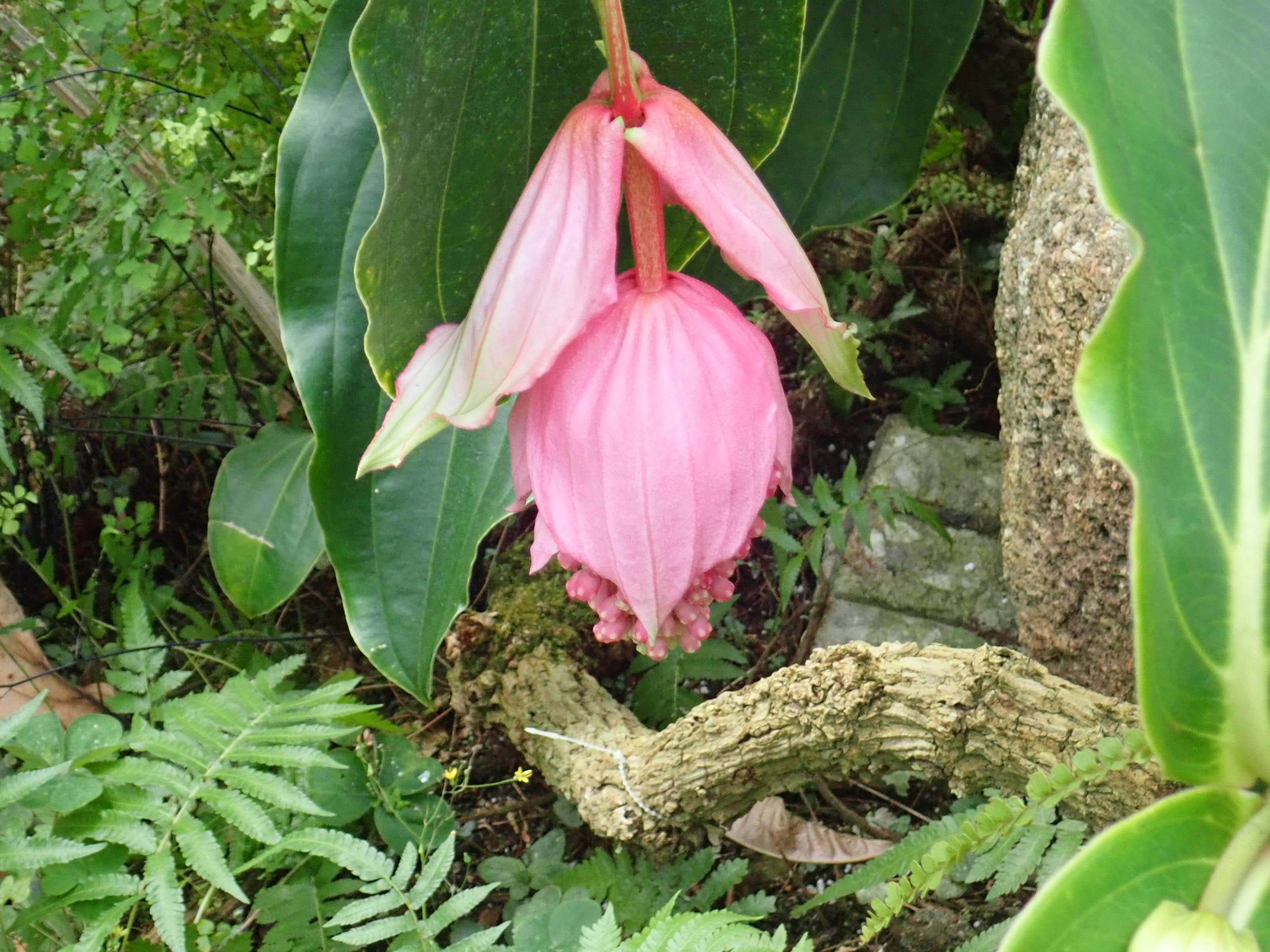 神代植物公園 ニュース スタッフより 園芸係 大温室熱帯花木室では メディニラ マグニフィカの花 が咲き出しました メディニラ マグニフィカは フィリピン原産のノボタン科の植物 下向きの大きな蕾から穂状の花序を伸ばし 沢山の淡紅色の花を